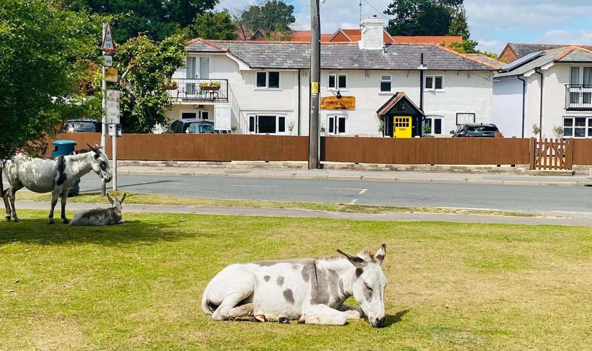 Cottage Lodge Hotel Brockenhurst Εξωτερικό φωτογραφία