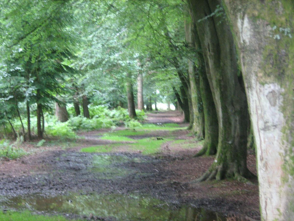 Cottage Lodge Hotel Brockenhurst Εξωτερικό φωτογραφία